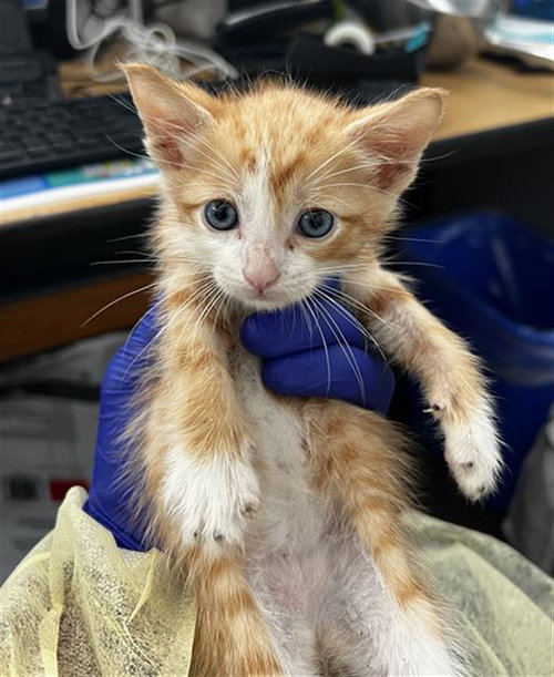 BEN, Baby Domestic Medium Hair (medium coat), cat for adoption in Fort Worth, Texas