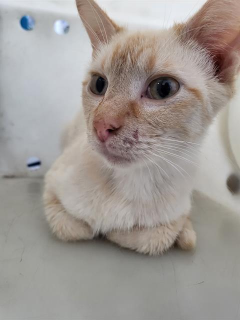 CLEMENTINE, Adult Domestic Long Hair (medium coat), cat for adoption in Fort Worth, Texas