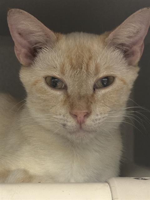 CLEMENTINE, Adult Domestic Long Hair (medium coat), cat for adoption in Lewisville, Texas