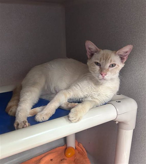 CLEMENTINE, Adult Domestic Long Hair (medium coat), cat for adoption in Arlington, Texas
