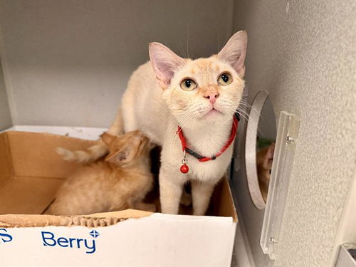 CLEMENTINE, an adoptable Domestic Long Hair in Dallas, TX