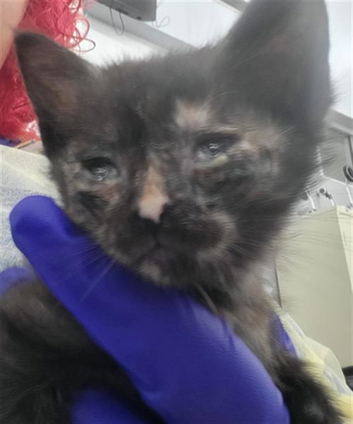 POMELO, Baby Domestic Long Hair (medium coat), cat for adoption in Fort Worth, Texas