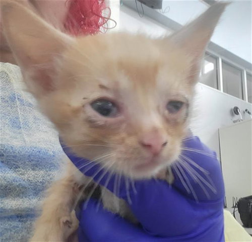 LEMON, Baby Domestic Long Hair (medium coat), cat for adoption in Fort Worth, Texas