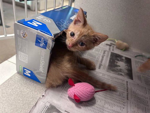 LEMON, Baby Domestic Long Hair (medium coat), cat for adoption in Arlington, Texas