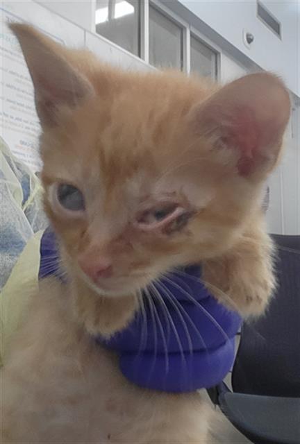 LIME, Baby Domestic Long Hair (medium coat), cat for adoption in Fort Worth, Texas