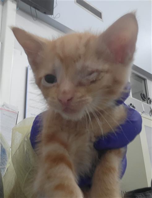 GRAPEFRUIT, Baby Domestic Long Hair (medium coat), cat for adoption in Fort Worth, Texas