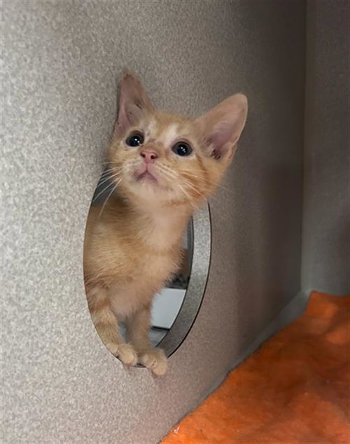 GRAPEFRUIT, Baby Domestic Long Hair (medium coat), cat for adoption in Arlington, Texas