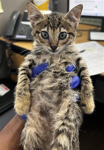 HANK, Baby Domestic Medium Hair (medium coat), cat for adoption in Fort Worth, Texas