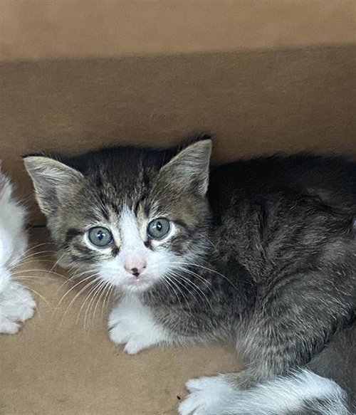 KION, Baby Domestic Short Hair (medium coat), cat for adoption in Fort Worth, Texas