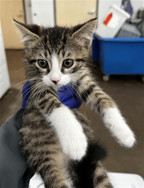 KION, Baby Domestic Short Hair (medium coat), cat for adoption in Euless, Texas