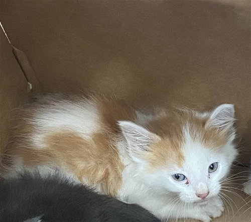 SIMBA, Baby Domestic Short Hair (medium coat), cat for adoption in Fort Worth, Texas