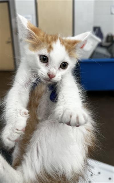 SIMBA, Baby Domestic Short Hair (medium coat), cat for adoption in Euless, Texas
