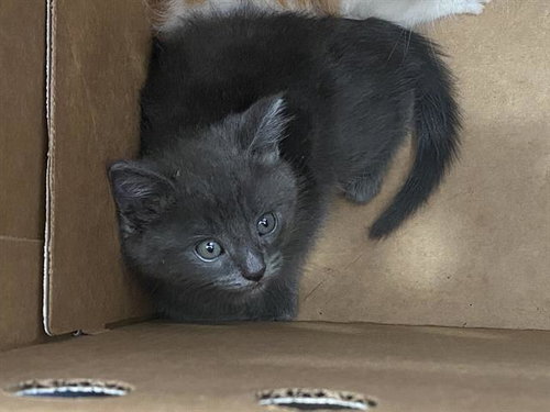 KOVU, Baby Domestic Short Hair (medium coat), cat for adoption in Fort Worth, Texas