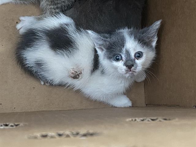 NALA