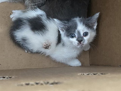 NALA, Baby Domestic Short Hair (medium coat), cat for adoption in Fort Worth, Texas