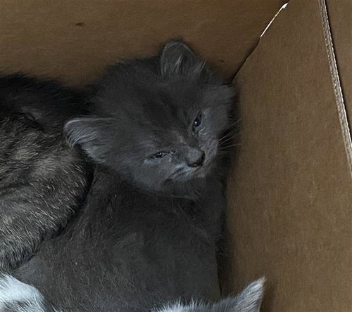 SCAR, Baby Domestic Short Hair (medium coat), cat for adoption in Fort Worth, Texas