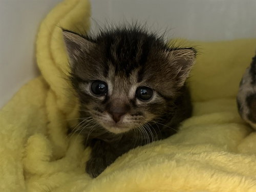 SOFIA, Baby Domestic Short Hair (medium coat), cat for adoption in Fort Worth, Texas