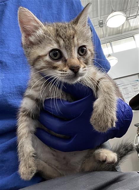 DULCE, Baby Domestic Medium Hair (medium coat), cat for adoption in Fort Worth, Texas