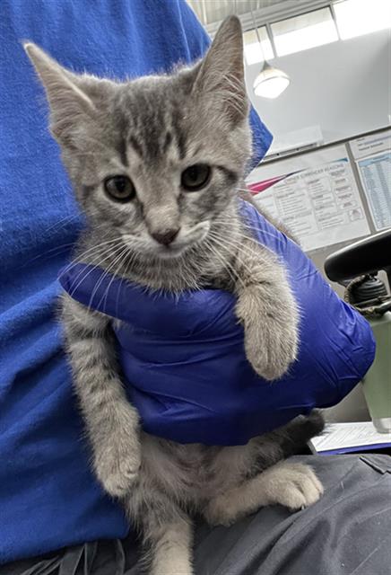 ESTRELLA, Baby Domestic Medium Hair (medium coat), cat for adoption in Fort Worth, Texas