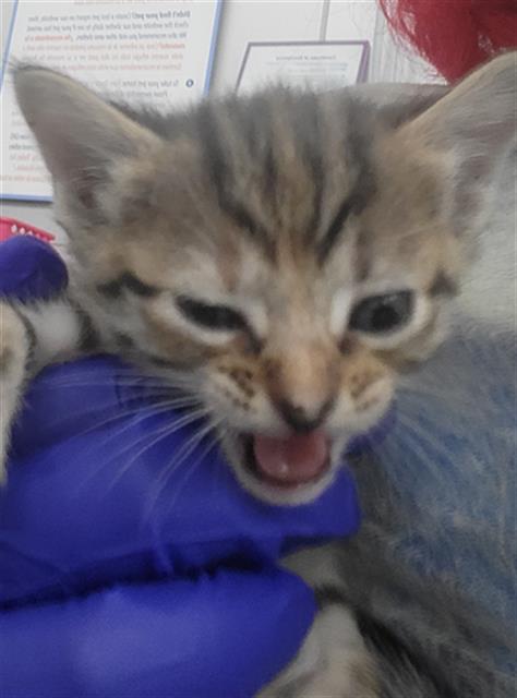 APPLE, Baby Domestic Long Hair (medium coat), cat for adoption in Fort Worth, Texas