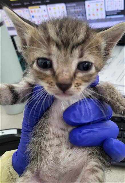 PEAR, Baby Domestic Long Hair (medium coat), cat for adoption in Fort Worth, Texas