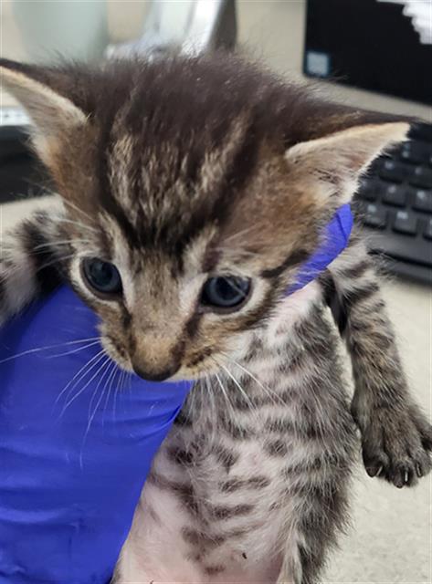 CHERRY, Baby Domestic Long Hair (medium coat), cat for adoption in Fort Worth, Texas