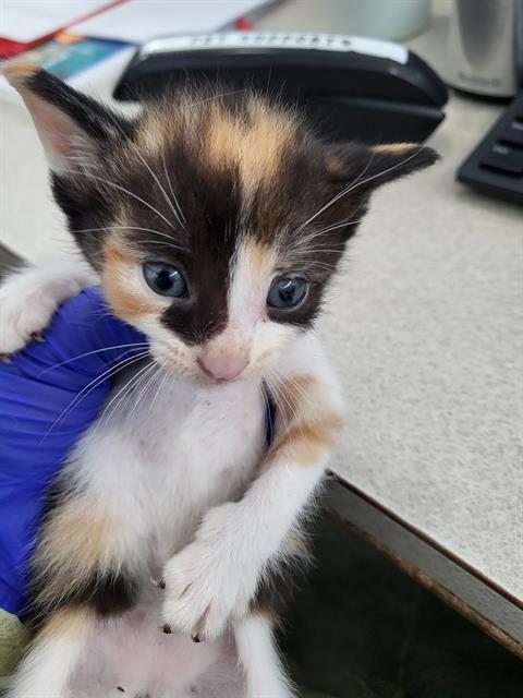 STRAWBERRY, Baby Domestic Long Hair (medium coat), cat for adoption in Fort Worth, Texas