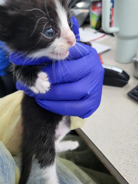 MELON, Baby Domestic Long Hair (medium coat), cat for adoption in Fort Worth, Texas