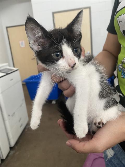 TIE, Baby Domestic Short Hair (medium coat), cat for adoption in Fort Worth, Texas
