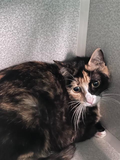 CLEOPATRA, Adult Domestic Short Hair (medium coat), cat for adoption in Fort Worth, Texas