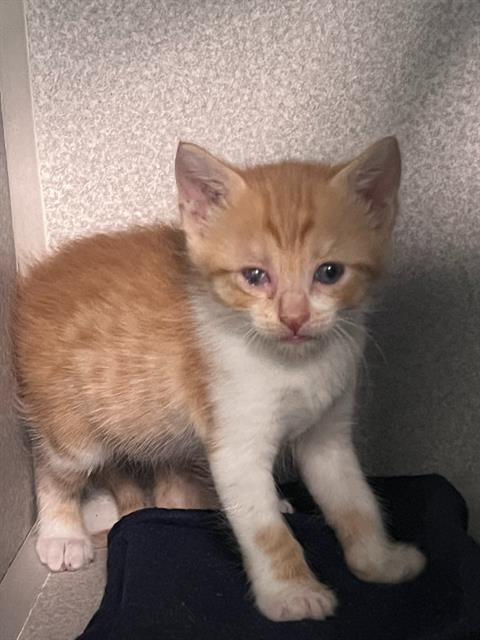 ABASI, Baby Domestic Short Hair (medium coat), cat for adoption in Fort Worth, Texas