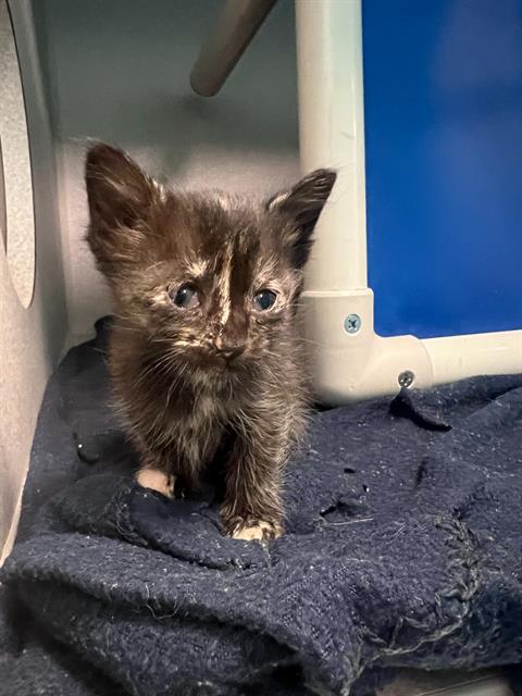 LAYLA, Baby Domestic Short Hair (medium coat), cat for adoption in Fort Worth, Texas