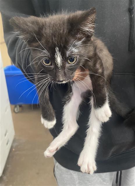 NIGHTWING, Baby Domestic Short Hair (medium coat), cat for adoption in Fort Worth, Texas