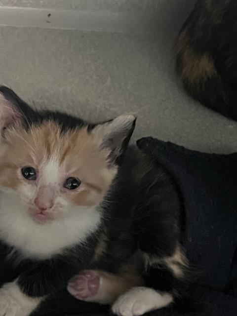 AYA, Baby Domestic Short Hair (medium coat), cat for adoption in Fort Worth, Texas