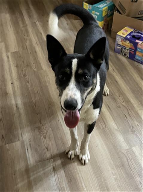 SPARKY, an adoptable Miniature Pinscher in Dallas, TX