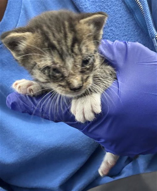 BEAU, Baby Domestic Short Hair (medium coat), cat for adoption in Fort Worth, Texas