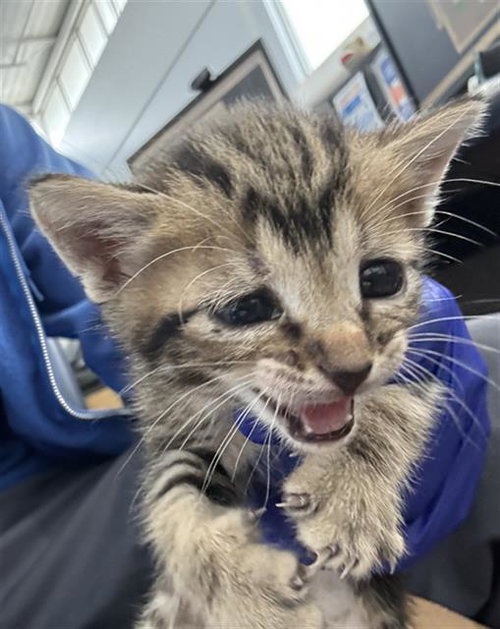 DULCE, Baby Domestic Short Hair (medium coat), cat for adoption in Fort Worth, Texas