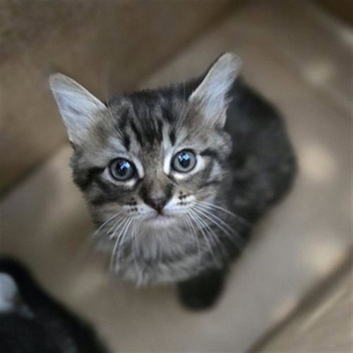 SEAWEED, Baby Domestic Medium Hair (medium coat), cat for adoption in Fort Worth, Texas