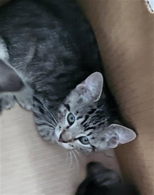 CHURRO, Baby Domestic Medium Hair (medium coat), cat for adoption in Fort Worth, Texas