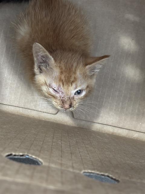 BOBBY, Baby Domestic Short Hair (medium coat), cat for adoption in Fort Worth, Texas