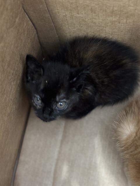 HAZEL, Baby Domestic Short Hair (medium coat), cat for adoption in Fort Worth, Texas