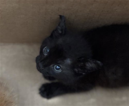 HUNTER, Baby Domestic Short Hair (medium coat), cat for adoption in Fort Worth, Texas