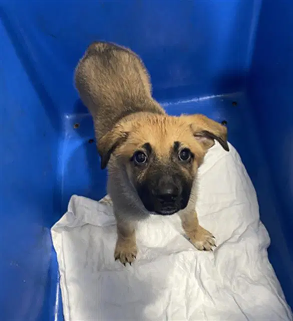 Poppy - German Shepherd Dog