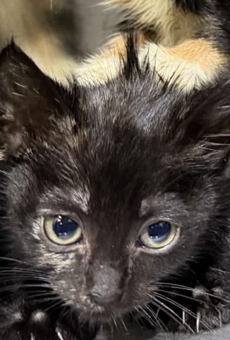 CICI, Baby Domestic Short Hair (medium coat), cat for adoption in Fort Worth, Texas
