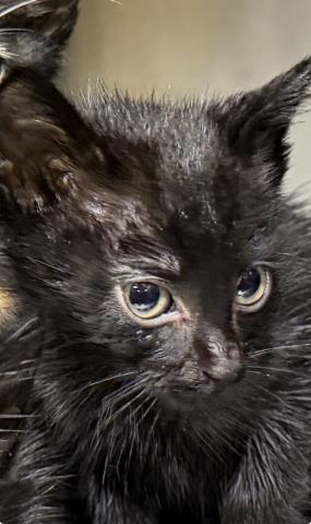 FIFI, Baby Domestic Short Hair (medium coat), cat for adoption in Fort Worth, Texas