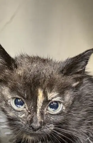 Kiki - Domestic Short Hair