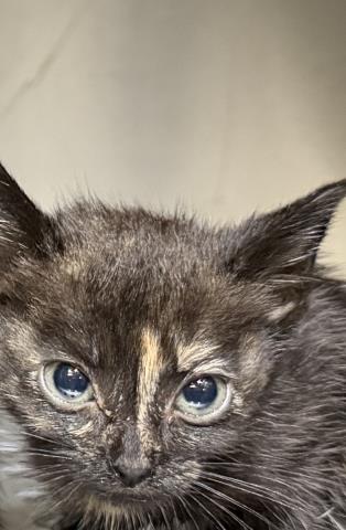 KIKI, Baby Domestic Short Hair (medium coat), cat for adoption in Fort Worth, Texas