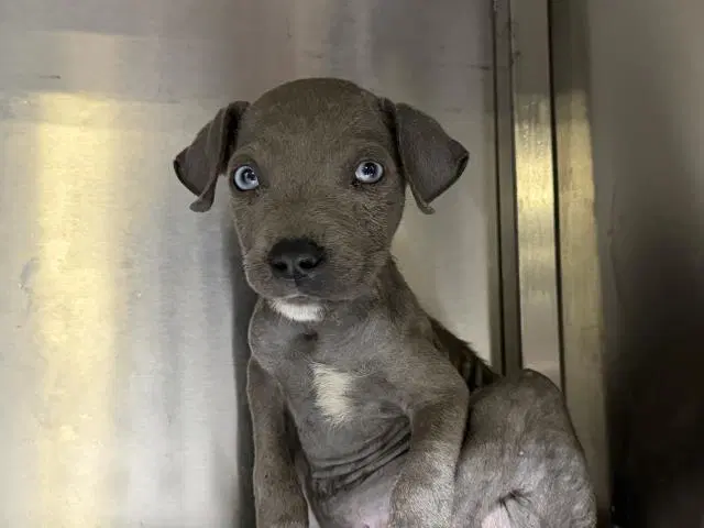 Goofy - Pit Bull Terrier
