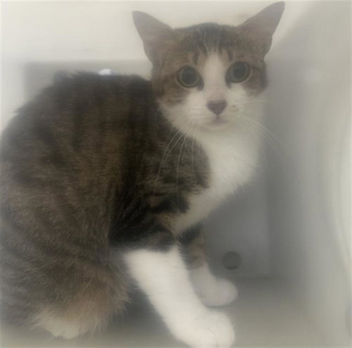 BABY, Adult Domestic Short Hair (medium coat), cat for adoption in Fort Worth, Texas