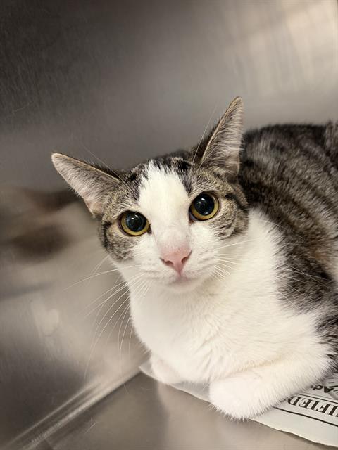 BABY, Adult Domestic Short Hair (medium coat), cat for adoption in Hurst, Texas